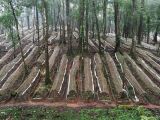 Rừng sâm hơn 400 ha trên núi Ngọc Linh